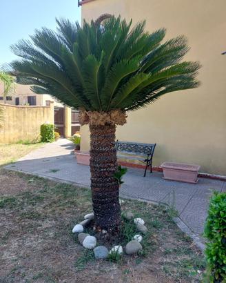 Cycas