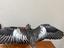 Immagine 5