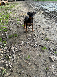 Cucciolo di pinscher
