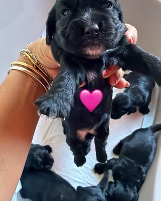 Cocker spaniel