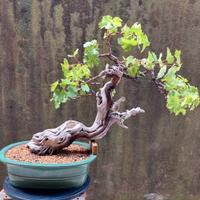 Bonsai di Vite a frutto bianco H. 60