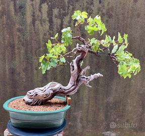 Bonsai di Vite a frutto bianco H. 60