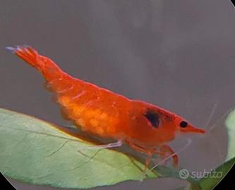 Caridine orange