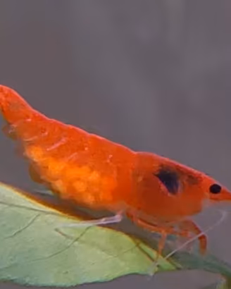 Caridine orange