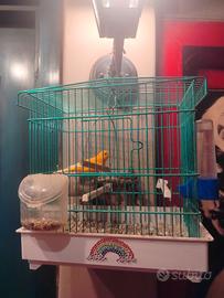 Canarini arancione e giallo con gabbia