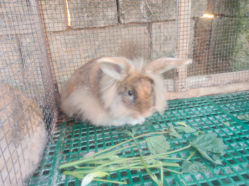Conigli