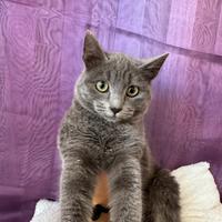 Gatto Certosino