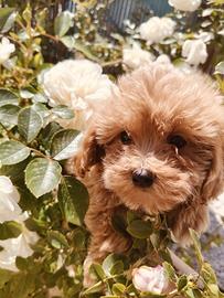 Maltipoo 2 mesi disponibile