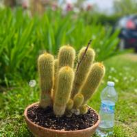 Cactus caudex pianta fiore lotto