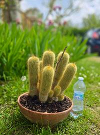 Cactus caudex pianta fiore lotto