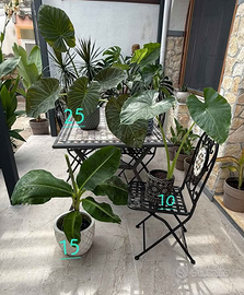 Piante alocasia e banano