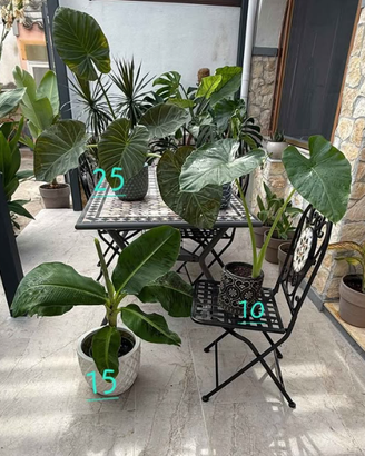 Piante alocasia e banano