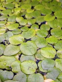 Limnobium pianta galleggiante