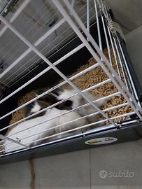 Un coniglio maschio ed una femmina