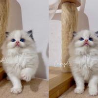 Ragdoll femmina riproduzione