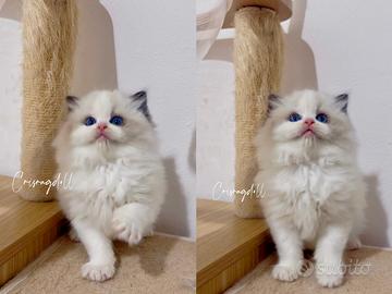 Ragdoll femmina riproduzione