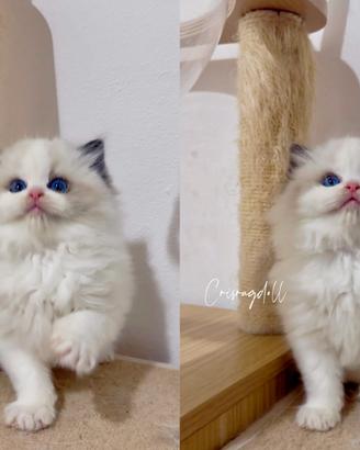 Ragdoll femmina riproduzione