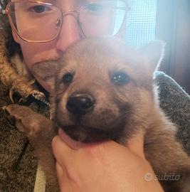 Ultima femmina lupo cecoslovacco