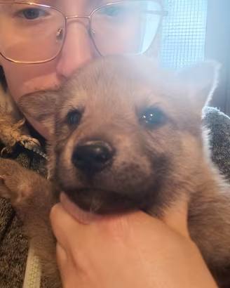 Ultima femmina lupo cecoslovacco