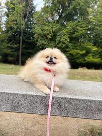Volpina di pomerania 1kg 500gr FEMMINA Toy