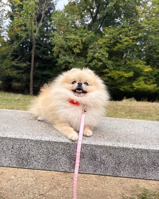 Volpina di pomerania 1kg 500gr FEMMINA Toy