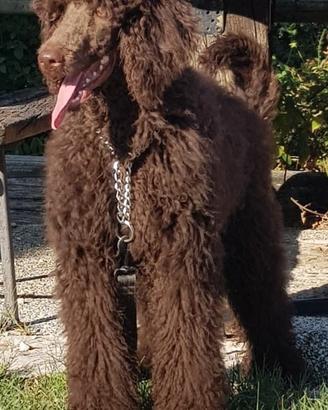 Barbone Grande Mole Red