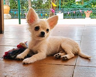 Chihuahua a pelo lungo