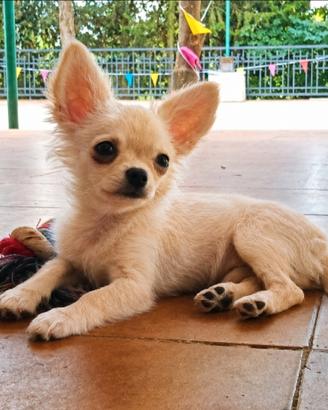 Chihuahua a pelo lungo