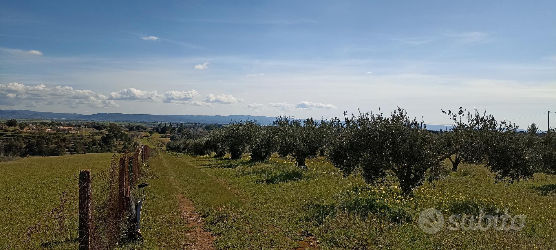 Terreno agricolo uliveto - Vista 3