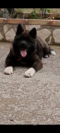 Akita Americano