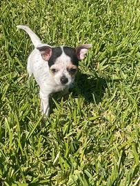 Chihuahua