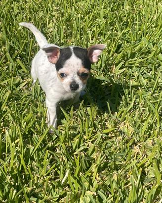 Chihuahua
