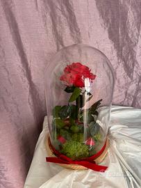 Rosa rossa stabilizzata grande campana di vetro
