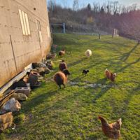 Pecore nane d'Ouessant