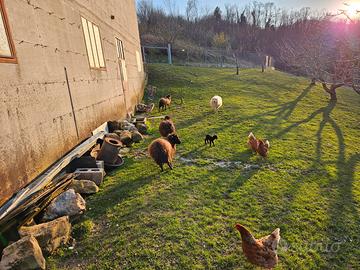 Pecore nane d'Ouessant