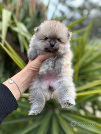 Pomerania spitz nano pedigree