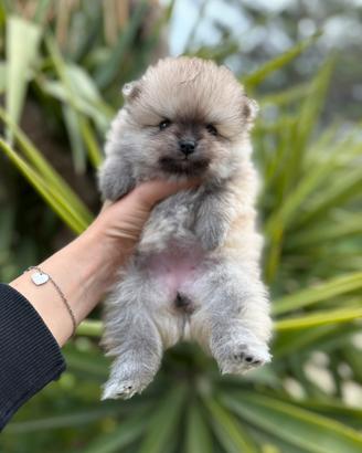Pomerania spitz nano pedigree
