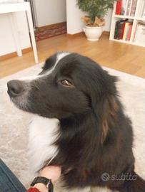 Border collie per accoppiamento