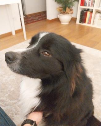 Border collie per accoppiamento