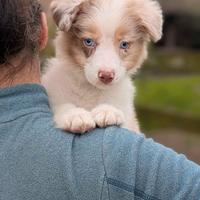 Cucciola Pastore Australiano