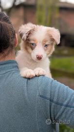 Cucciola Pastore Australiano