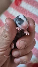 Ratto domestico