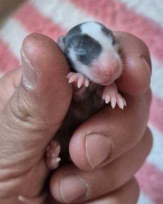 Ratto domestico