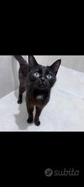 Gattina Nera