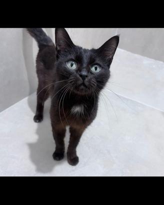 Gattina Nera