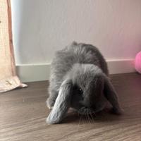 Coniglietti nani ariete