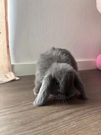 Coniglietti nani ariete