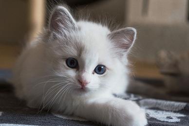 Cuccioli di Ragdoll