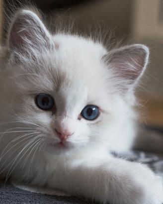 Cuccioli di Ragdoll