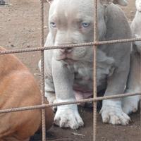 American bully